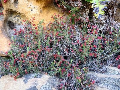 Erica oreophila, photographed by linkie