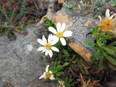 Osmitopsis nana, photographed by linkie