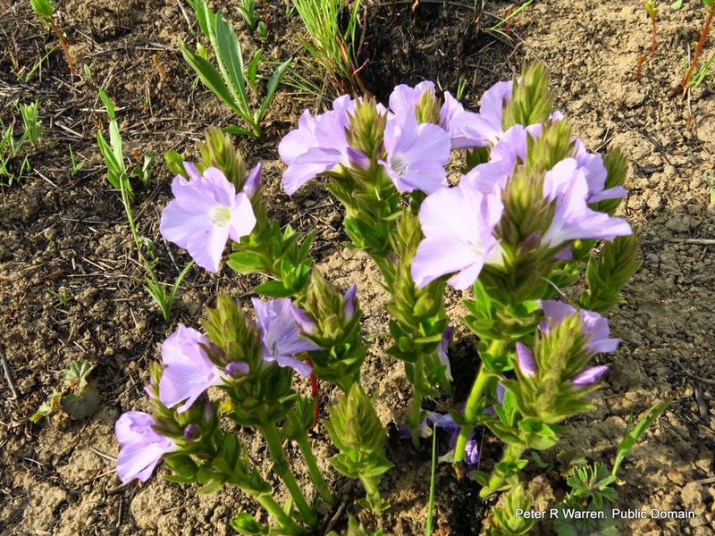 Barleria monticola, photographed by Peter Warren