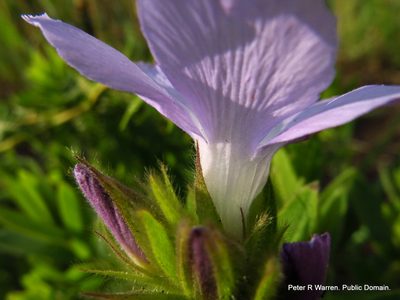 Barleria monticola, photographed by Peter Warren