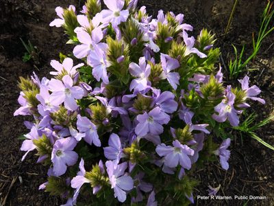 Barleria monticola, photographed by Peter Warren