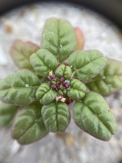 Amaranthus pumilus, photographed by Zihao Wang
