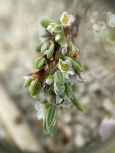 Polygonum glaucum, photographed by Zihao Wang