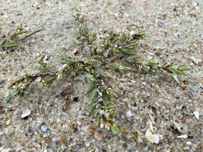 Polygonum glaucum, photographed by Zihao Wang