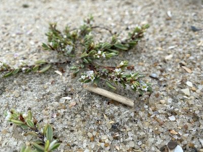 Polygonum glaucum, photographed by Zihao Wang