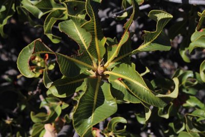 Ozoroa concolor, photographed by Tony Rebelo