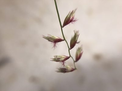 Bouteloua diversispicula, photographed by Enrique Martínez Núñez