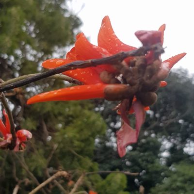 Erythrina lysistemon, photographed by Margaret Burger