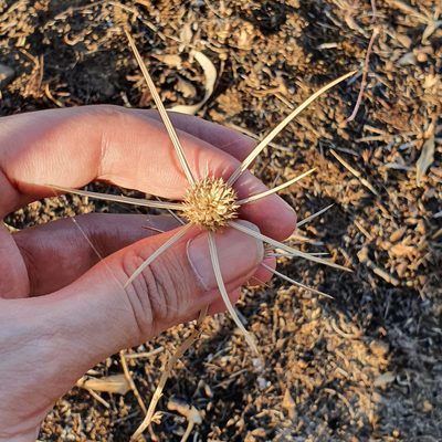 Eryngium tricuspidatum, photographed by Mehdi Chetibi