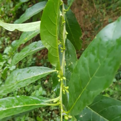 Cestrum axillare, photographed by Margaret Burger