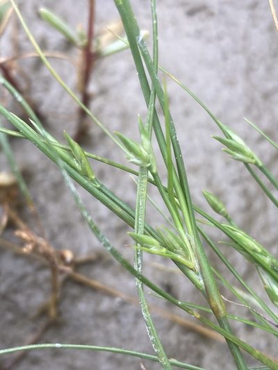 Juncus hybridus, photographed by Andre Hosper