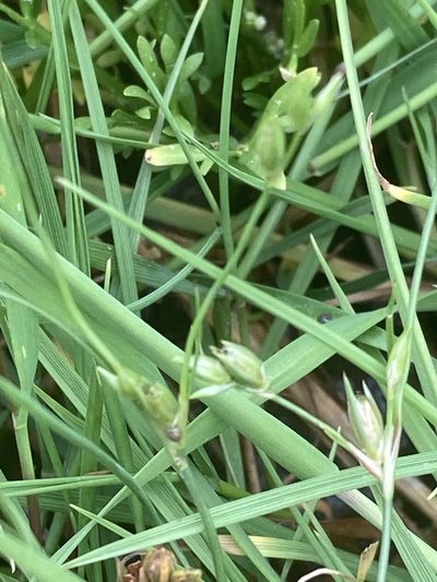 Juncus hybridus, photographed by Andre Hosper