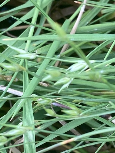 Juncus hybridus, photographed by Andre Hosper