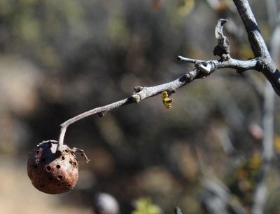 Searsia populifolia, photographed by Tony Rebelo
