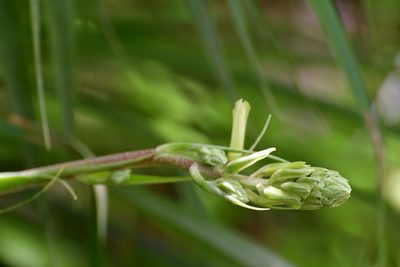 Pitcairnia breedlovei, photographed by Neptalí Ramírez Marcial