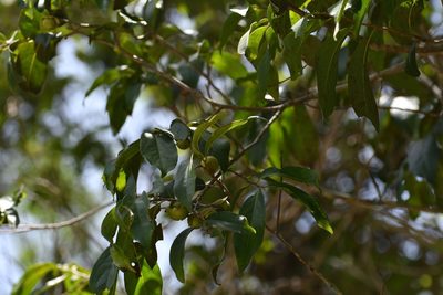 Diospyros salicifolia, photographed by Neptalí Ramírez Marcial
