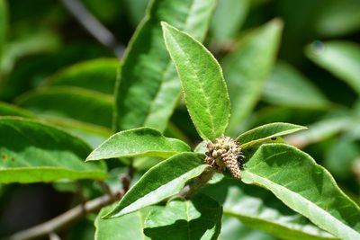 Croton adspersus, photographed by Neptalí Ramírez Marcial