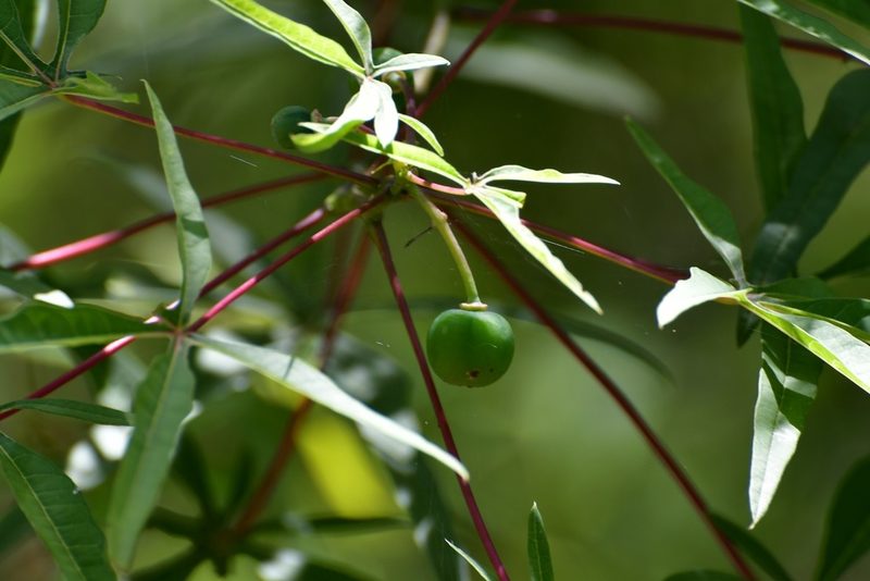 Manihot rhomboidea, photographed by Neptalí Ramírez Marcial