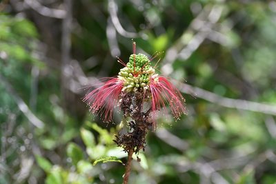 Calliandra calothyrsus, photographed by Neptalí Ramírez Marcial