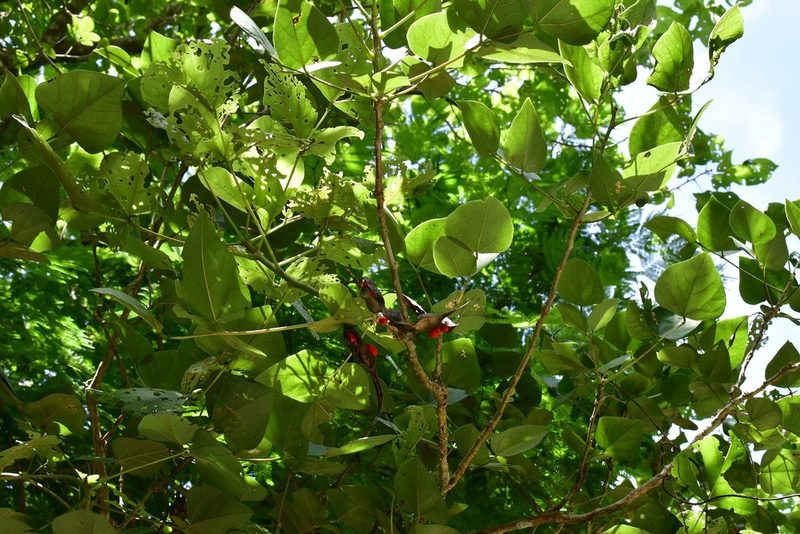 Erythrina goldmanii, photographed by Neptalí Ramírez Marcial