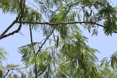 Leucaena diversifolia, photographed by Neptalí Ramírez Marcial