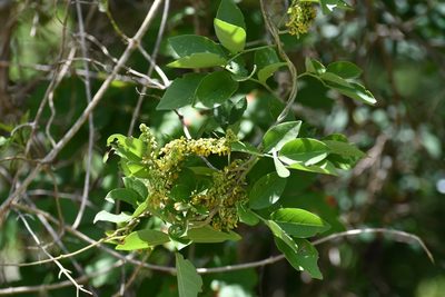 Nissolia fruticosa, photographed by Neptalí Ramírez Marcial