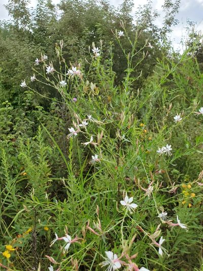 Oenothera filiformis, photographed by Samuel A Schmid, PhD, PWS