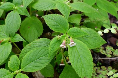 Achimenes warszewicziana, photographed by Neptalí Ramírez Marcial