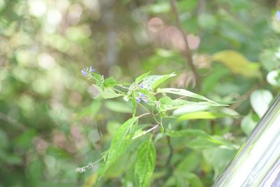 Salvia connivens, photographed by Neptalí Ramírez Marcial