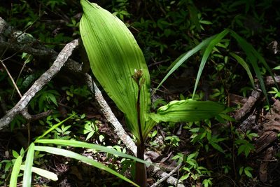 Govenia alba, photographed by Neptalí Ramírez Marcial
