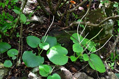Peperomia lanceolatopeltata, photographed by Neptalí Ramírez Marcial