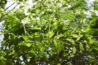 Gouania lupuloides, photographed by Neptalí Ramírez Marcial