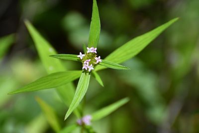Crusea longiflora, photographed by Neptalí Ramírez Marcial