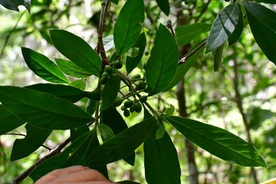 Psychotria erythrocarpa, photographed by Neptalí Ramírez Marcial