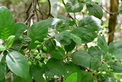 Psychotria erythrocarpa, photographed by Neptalí Ramírez Marcial