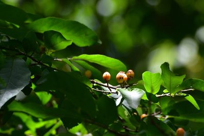 Casearia aculeata, photographed by Neptalí Ramírez Marcial