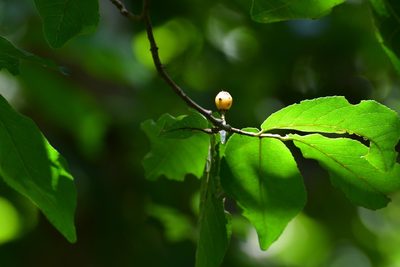 Casearia aculeata, photographed by Neptalí Ramírez Marcial