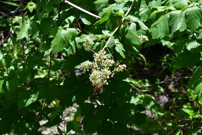Serjania racemosa, photographed by Neptalí Ramírez Marcial