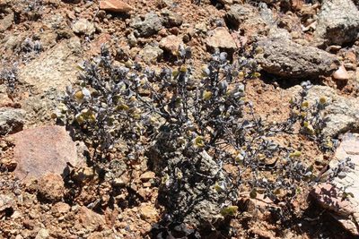 Mesembryanthemum sladenianum, photographed by Tony Rebelo