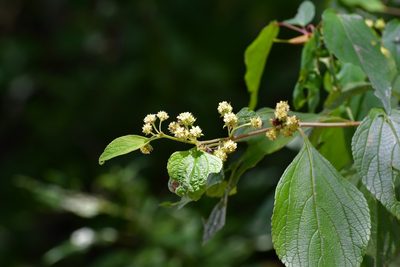 Lippia cardiostegia, photographed by Neptalí Ramírez Marcial