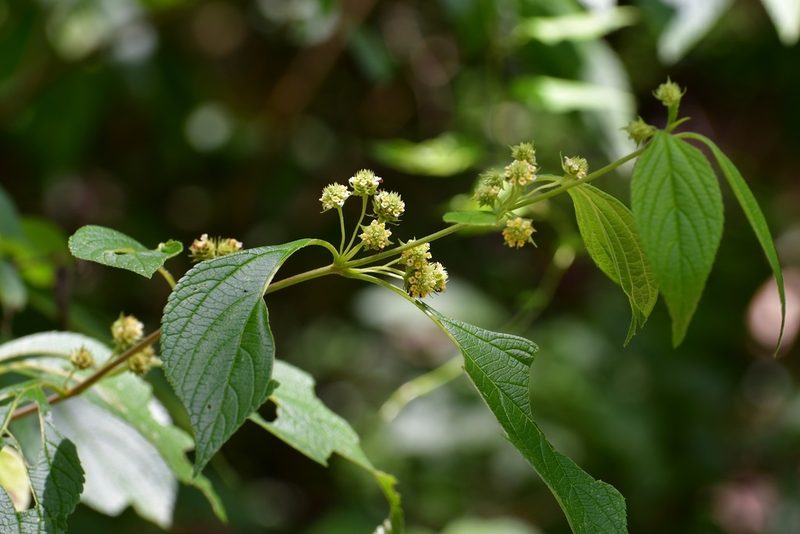 Lippia cardiostegia, photographed by Neptalí Ramírez Marcial