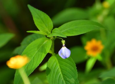 Pombalia glabra, photographed by Neptalí Ramírez Marcial