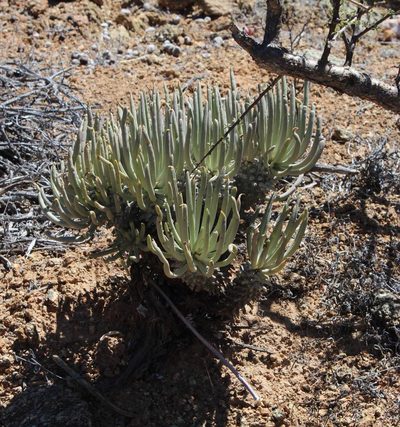Tylecodon wallichii, photographed by Tony Rebelo