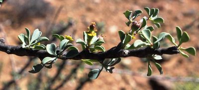 Euphorbia guerichiana, photographed by Tony Rebelo