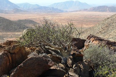 Commiphora capensis, photographed by Tony Rebelo