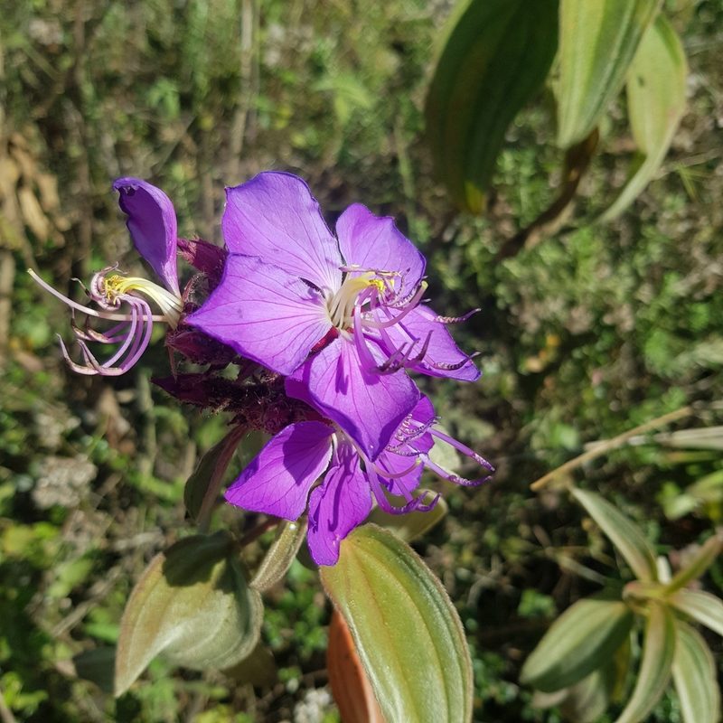 Rosettea princeps, photographed by Margaret Burger