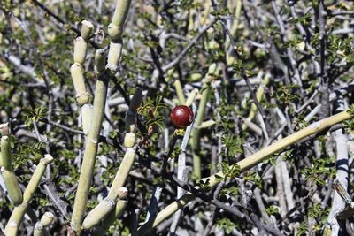 Commiphora capensis, photographed by Tony Rebelo