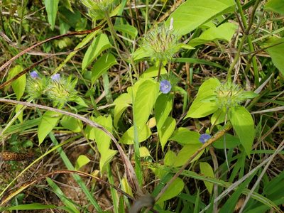 Jacquemontia tamnifolia, photographed by Samuel A Schmid, PhD, PWS