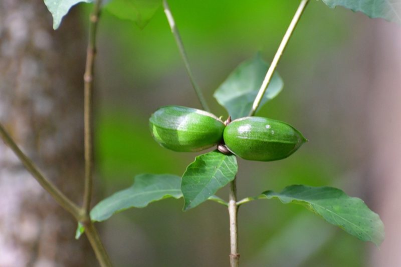 Tabernaemontana hannae, photographed by Neptalí Ramírez Marcial