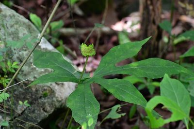 Dorstenia contrajerva, photographed by Neptalí Ramírez Marcial